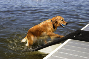 Doggy Docks