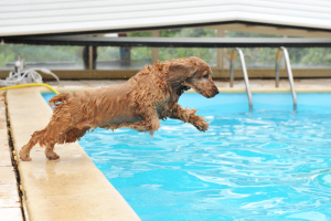 dog jumping in the pool