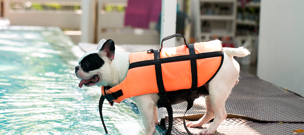 pool pet safety
