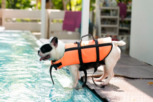 pool pet safety