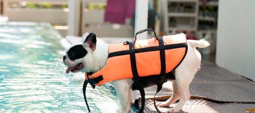 pool pet safety