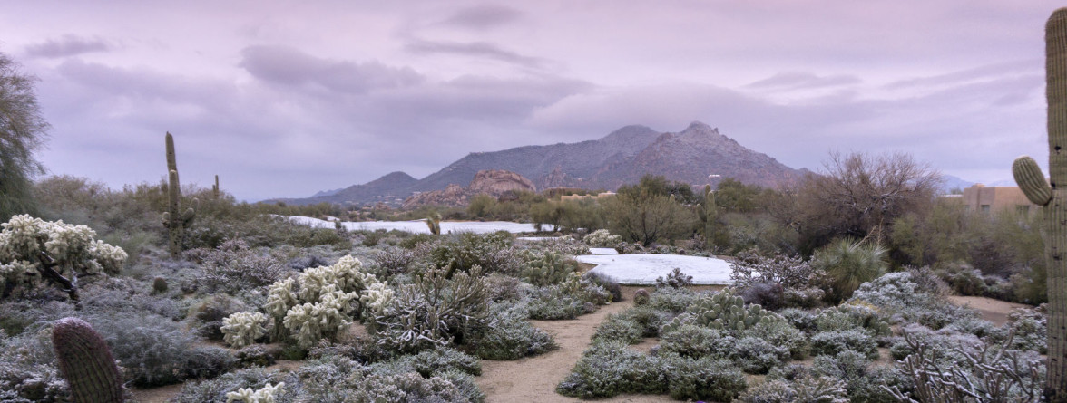 sonoran desert snow
