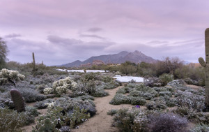 sonoran desert snow