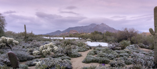 sonoran desert snow