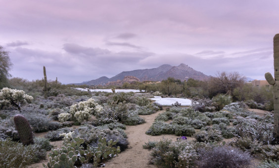 sonoran desert snow